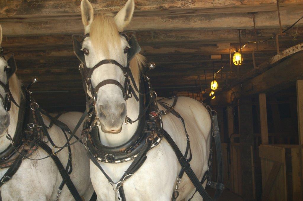 durk-devries-percheron-horses-visit-the-barn-at-moreston-summer-opening-2014
