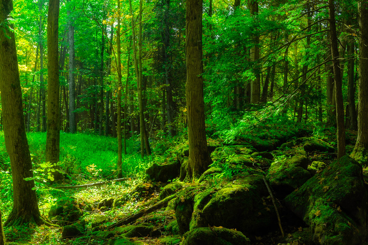 An image of a mossy green forest.