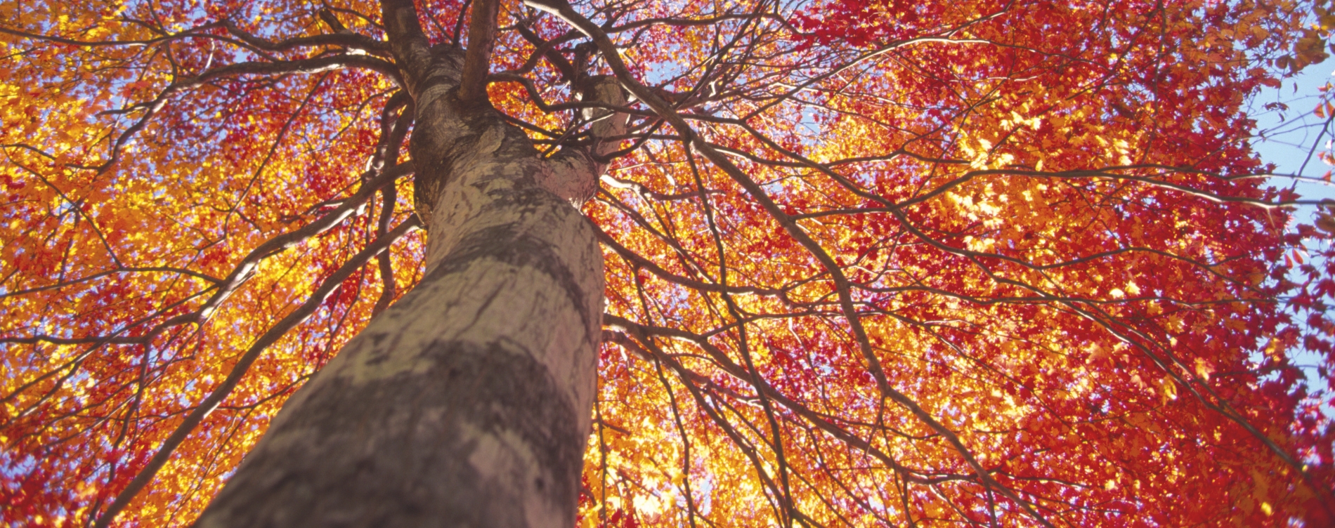 Tall tree with vibrant autumn leaves viewed from below.