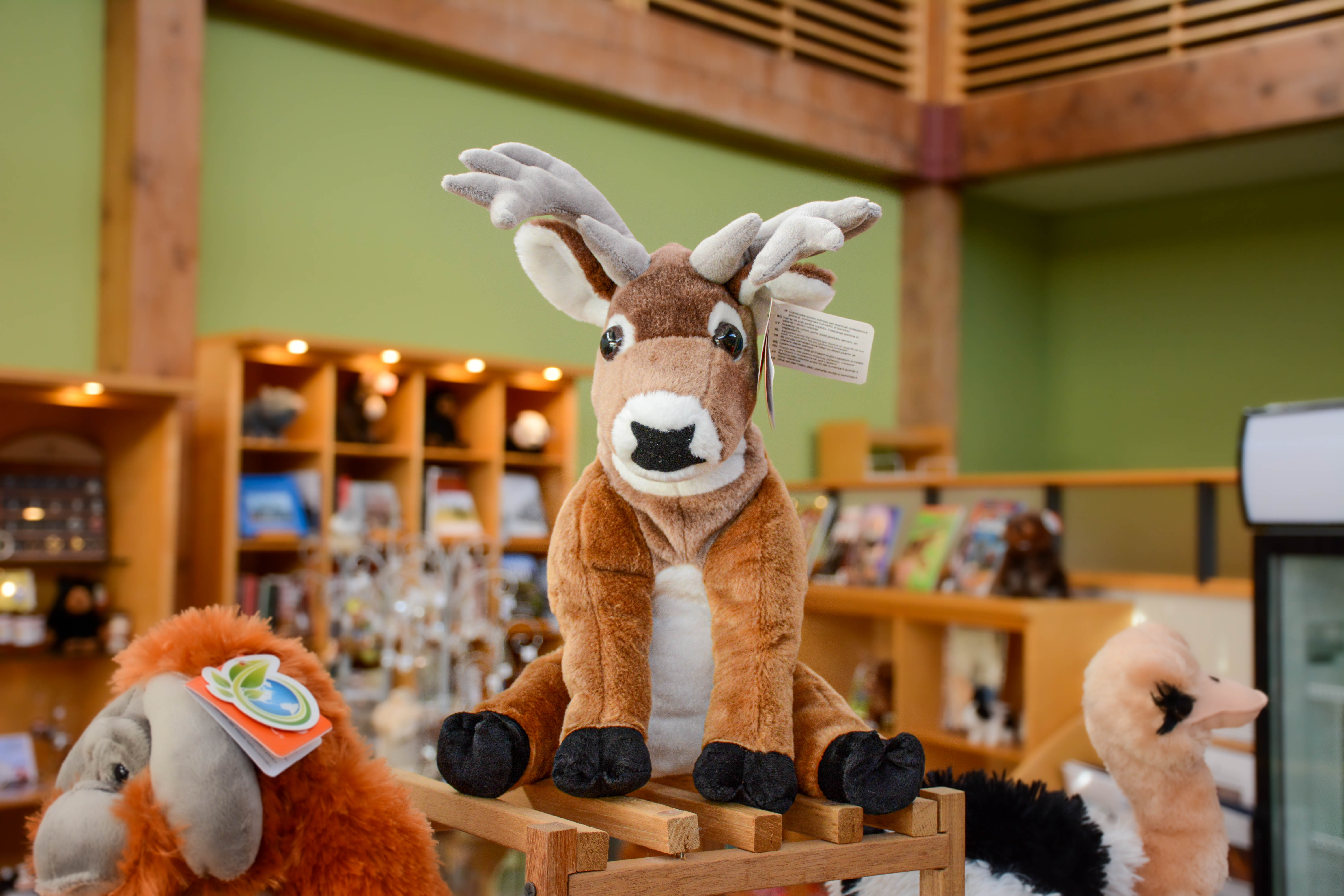 Stuffy in the Museum Store