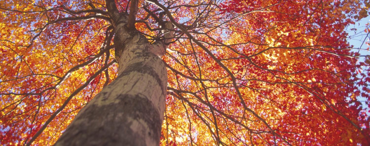 Tall tree with vibrant autumn leaves viewed from below.