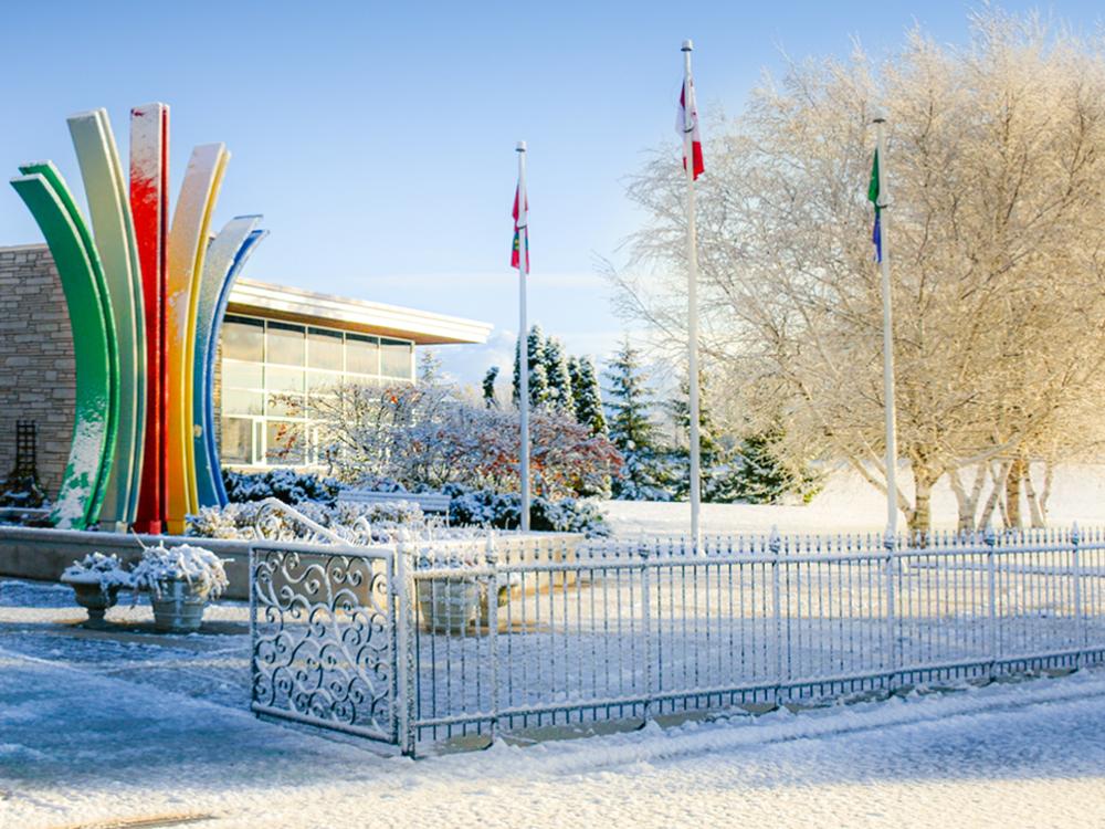 Grey Roots in the Winter