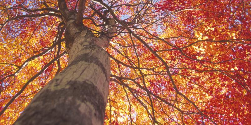 Tall tree with vibrant autumn leaves viewed from below.