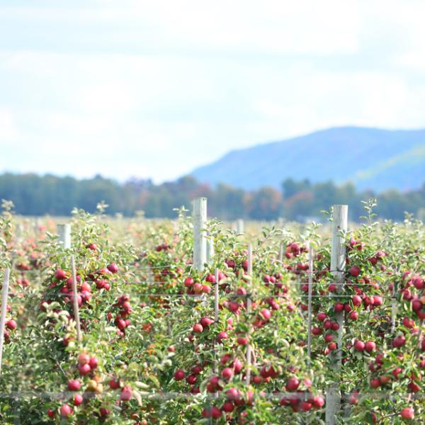 Apple Orchards with Blue Mountain behind.
